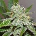 Original Juan Herer (Delicious Seeds)