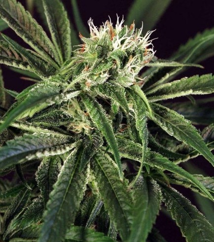 Amnesia 7 (Exotic Seed)