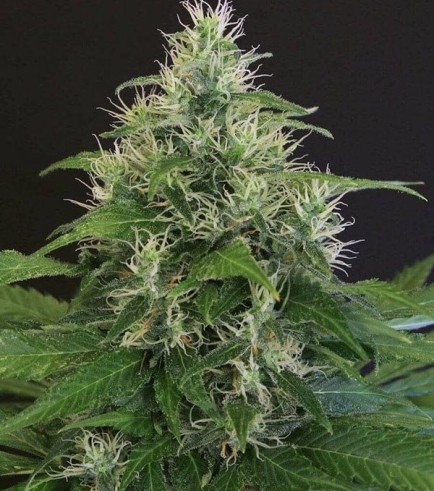 Lemon Candy (Exotic Seed)