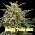 Sleepy Yoda Auto (Philosopher Seeds)