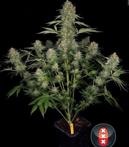 Serious Kush (Serious Seeds)