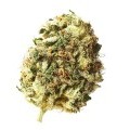 Kosher Choco Kush (Amsterdam Genetics)