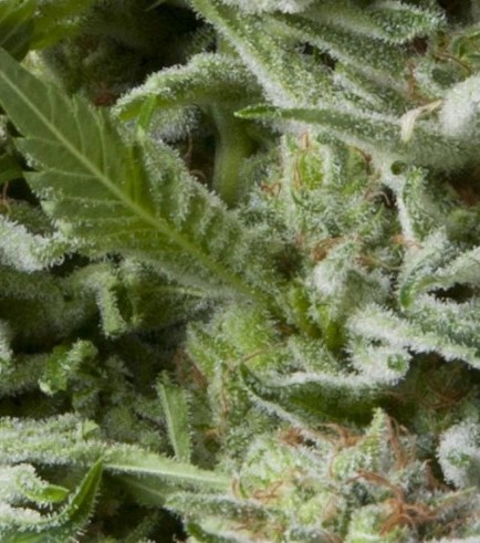 Auto Alpujarreña (Pyramid Seeds)