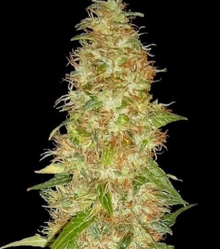 Moon Walker Kush (Spliff Seeds)