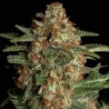 CBD Spliff Berry (Spliff Seeds)