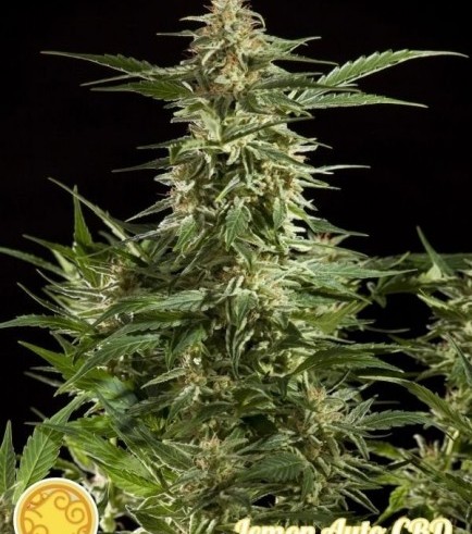 Lemon Auto CBD (Philosopher Seeds)