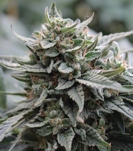 Lemon Head (Dark Horse Genetics)