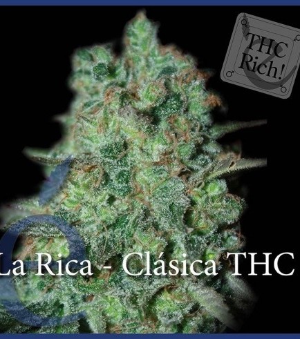 La Rica Classic THC (Elite Seeds)
