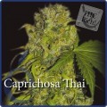Caprichosa Thai (Elite Seeds)
