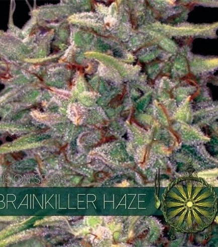 Brainkiller Haze (Vision Seeds)