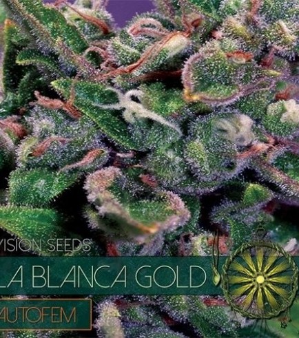 La Blanca Gold Autofiorente (Vision Seeds)