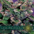 La Blanca Gold Autofiorente (Vision Seeds)