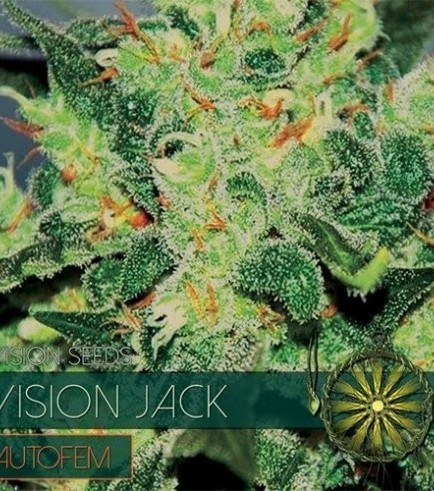 Vision Jack Autofiorente (Vision Seeds)