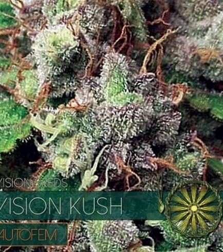 Vision Kush Autofiorente (Vision Seeds)