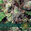 Vision Kush Autofiorente (Vision Seeds)