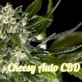 Cheesy Auto CBD (Philosopher Seeds)