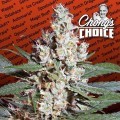 L.A. Amnesia (Paradise Seeds)