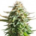 Pineapple Kush (Zativo Seeds)