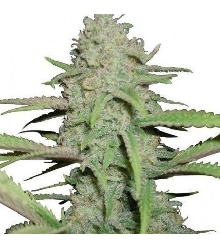 Sweet Bubble (Zativo Seeds)