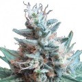 Sweet Candy (Zativo Seeds)