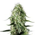 Super Silver Haze (Sensation Seeds)