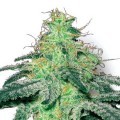 White Widow (Sensation Seeds)