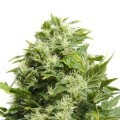 Cheese (Sensation Seeds)