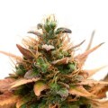 Medijuana CBD (Sensation Seeds)