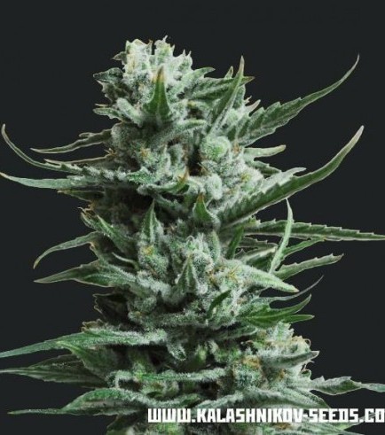 Siberian Haze (Kalashnikov Seeds)