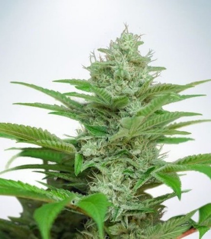 Auto CBD Star (Ministry of Cannabis)