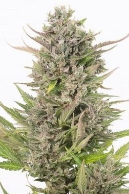 Critical+ Auto CBD