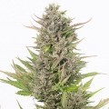 Critical+ Auto CBD (Dinafem)