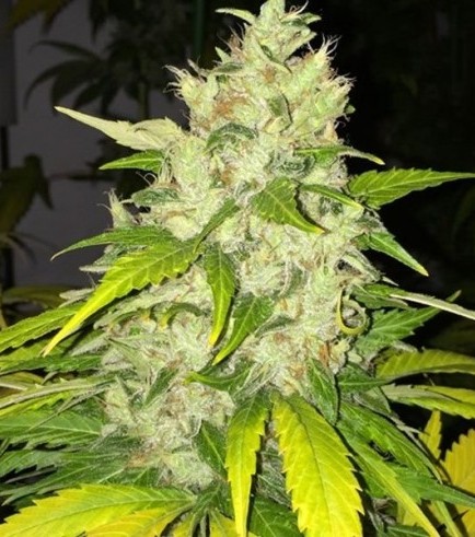 Chocolate Chunk (T.H. Seeds)