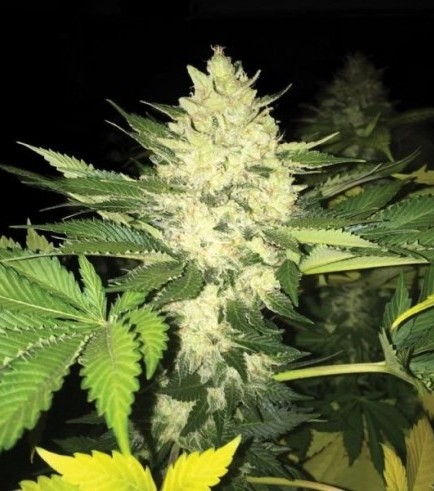 Roof 95 (T.H. Seeds)