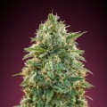 Amnesia (Advanced Seeds)