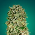 Shark Widow CBD (Advanced Seeds)