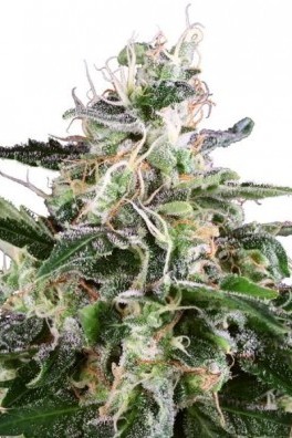 White Skunk Autofiorente