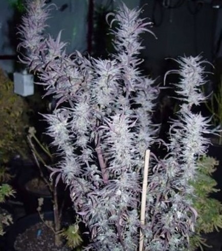 Blueberry