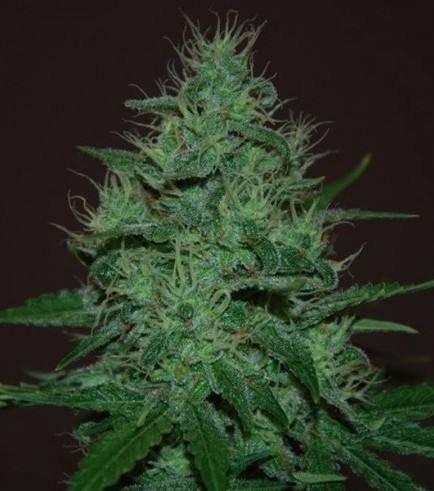 Amnesia Haze Autofiorente