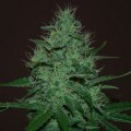 Amnesia Haze Autofiorente