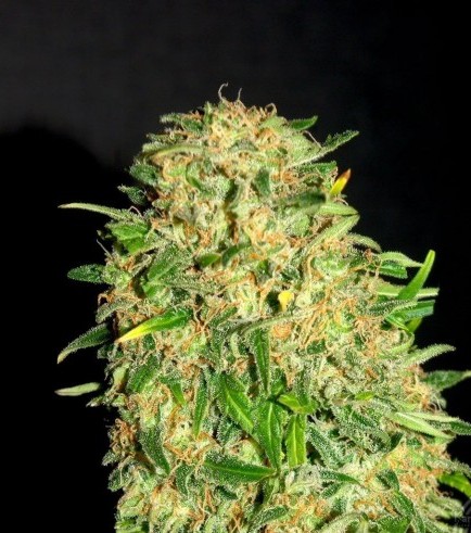 Gypsy Kush femminizzato