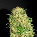 Gypsy Kush femminizzato