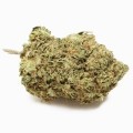 Jack Herer Autofiorente