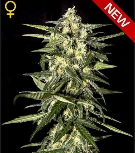 Jack Herer Autofiorente