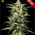 Jack Herer Autofiorente