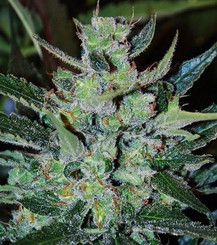 Jack Herer Autofiorente