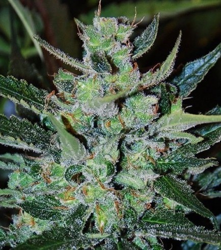 Jack Herer Autofiorente