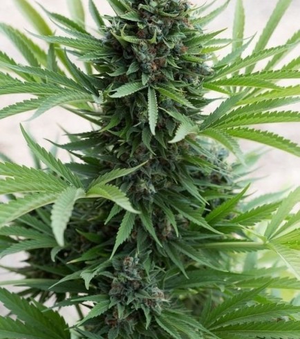 Sour Diesel Autofiorente
