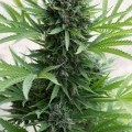 Sour Diesel Autofiorente