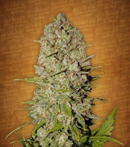 Pineapple Express Auto